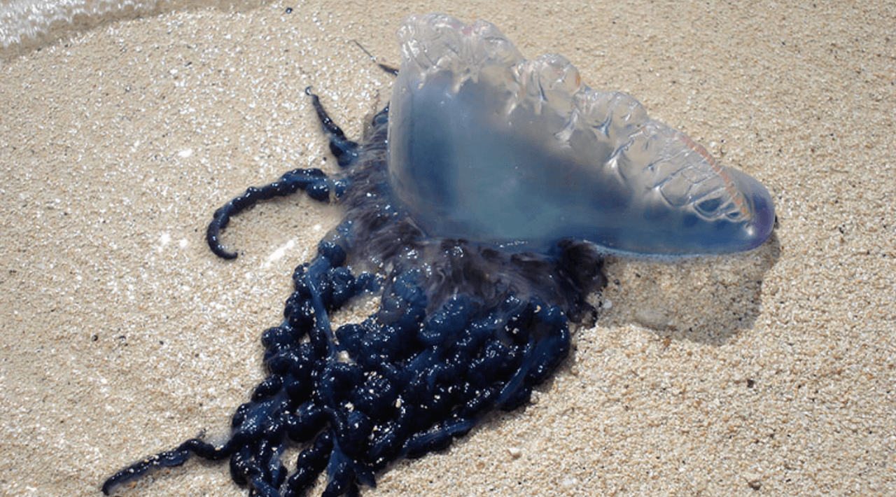 Depredador marino invade las playas de Carolina del Norte y advierten que es peligroso