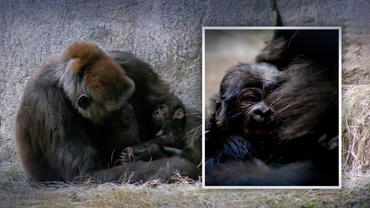 ¿King Kong eres tú? Nace un gorila en Fort Worth, Texas