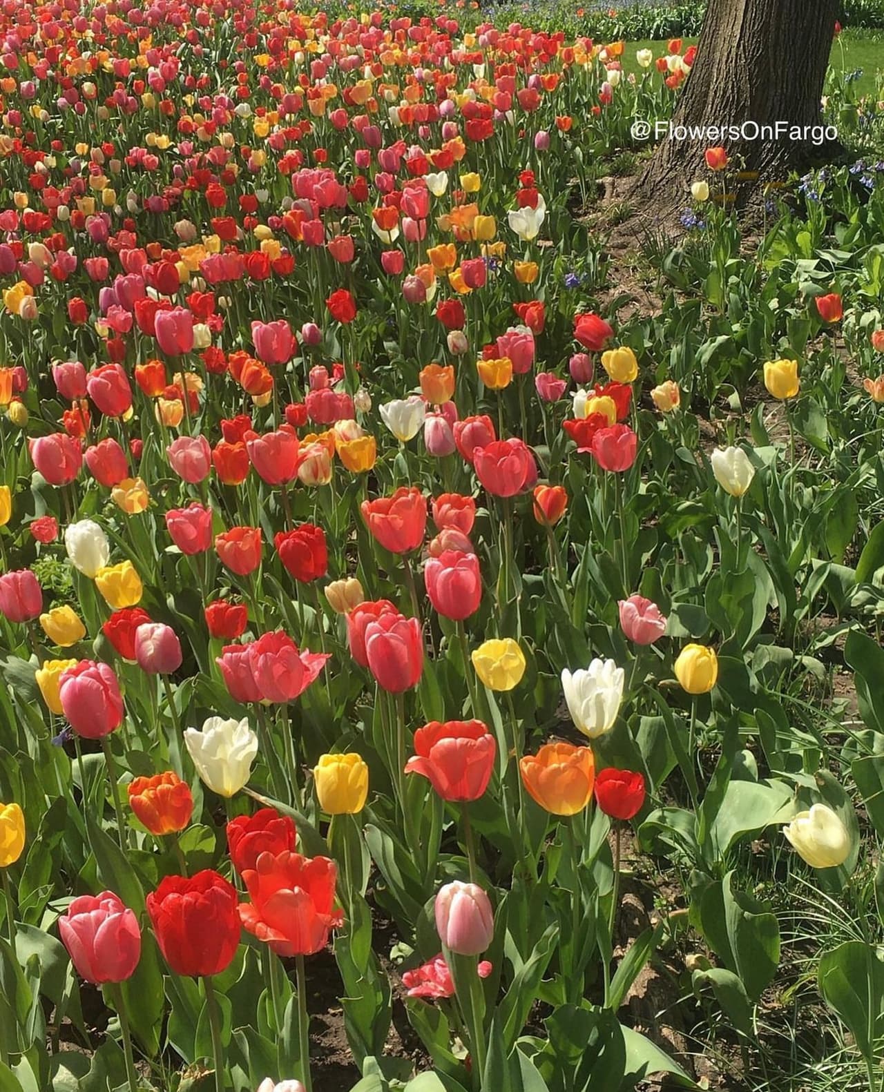 Puedes ir hasta Geneva, IL. Allí hay una residencia que permite visitar su jardín, solo piden que no pises el césped. Aquí la dirección: Fargo Boulevard ( al sur de la ruta 31)Geneva, IL 60134