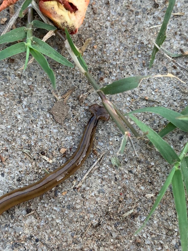 Recientemente, se ha reportado el avistamiento de cientos de casos de lombrices cabeza de martillo, una especia que, aunque no es nueva, puede ser peligrosa para los humanos.