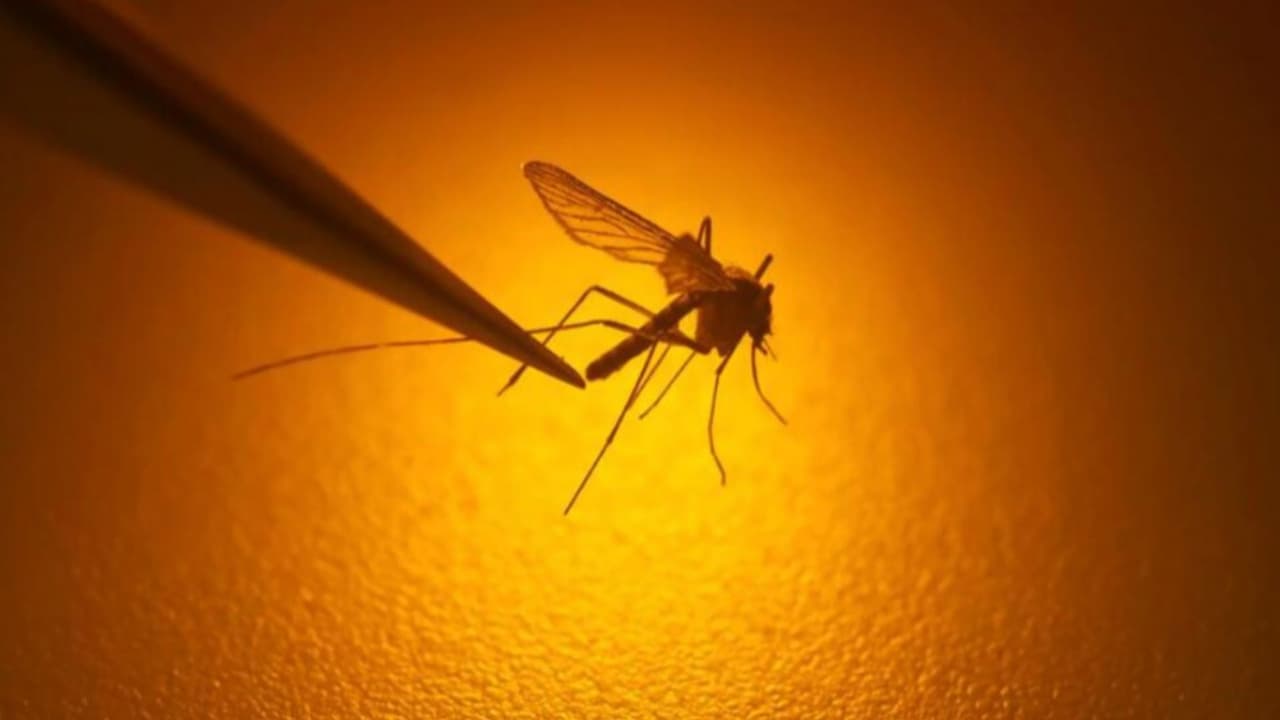 El condado Harris confirma muestras positivas del virus del Nilo Occidental en mosquitos