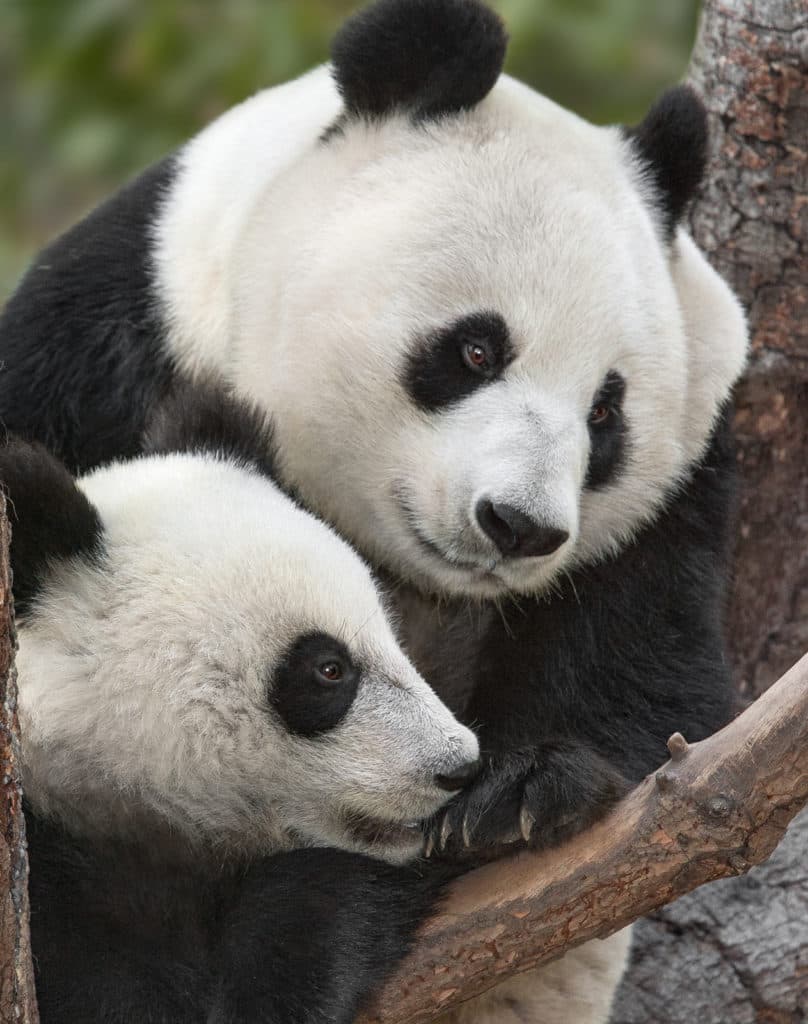 San Diego Zoo Global hizo parte de una colaboración internacional que incluyó la Asociación China para la Conservación de la Vida Silvestre (CWCA), el Centro de
<br>Investigación y Conservación de China para el Panda Gigante (CCRCGP), la Academia China de Ciencias y otros zoológicos y organizaciones de conservación acreditados,
<br>en un entorno internacional sin precedentes. Esfuerzo para prevenir un evento de extinción panda.
<br>