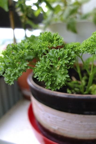 Luz solar. La mayoría de las hierbas culinarias provienen del Mediterráneo y de otras regiones soleadas, así que necesitan lo mismo. Un lugar donde reciban luz directa de sol varias horas al día.