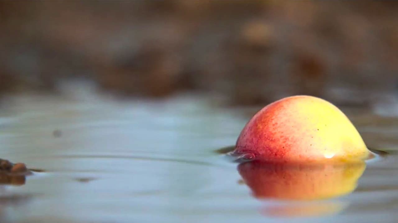 Fuertes lluvias dañan la cosecha tempranera de cereza en el Valle Central de California