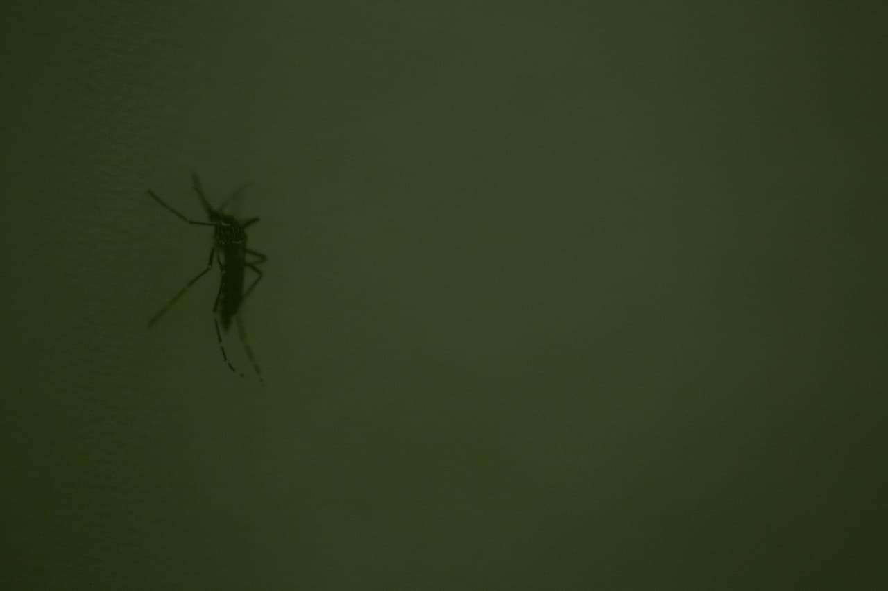 Confirman dos nuevos casos de zika en Miami Dade