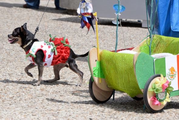 Decenas de perritos se disfrazaron y personificaron en tradicionales vestimentas para festejar el 5 de Mayo.