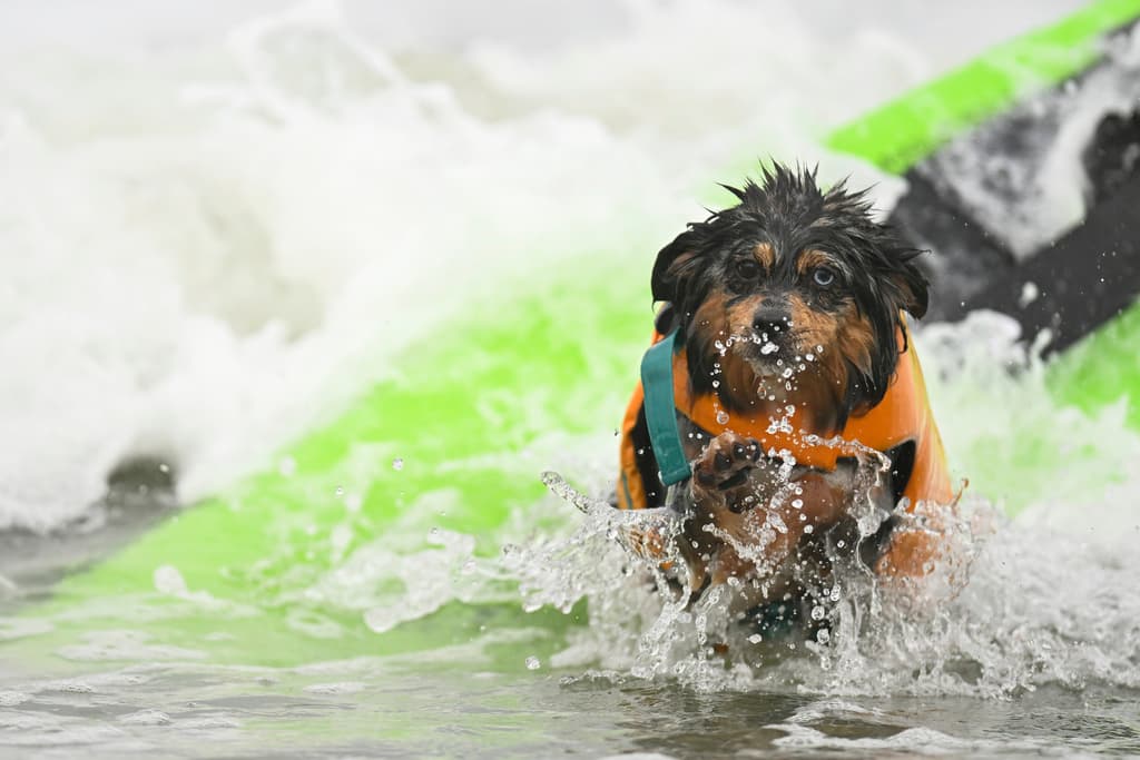 Sin miedo, Lil Man llegó a la orilla, donde cientos de personas aplaudieron su capacidad para dominar las olas, mejor que muchos humanos.