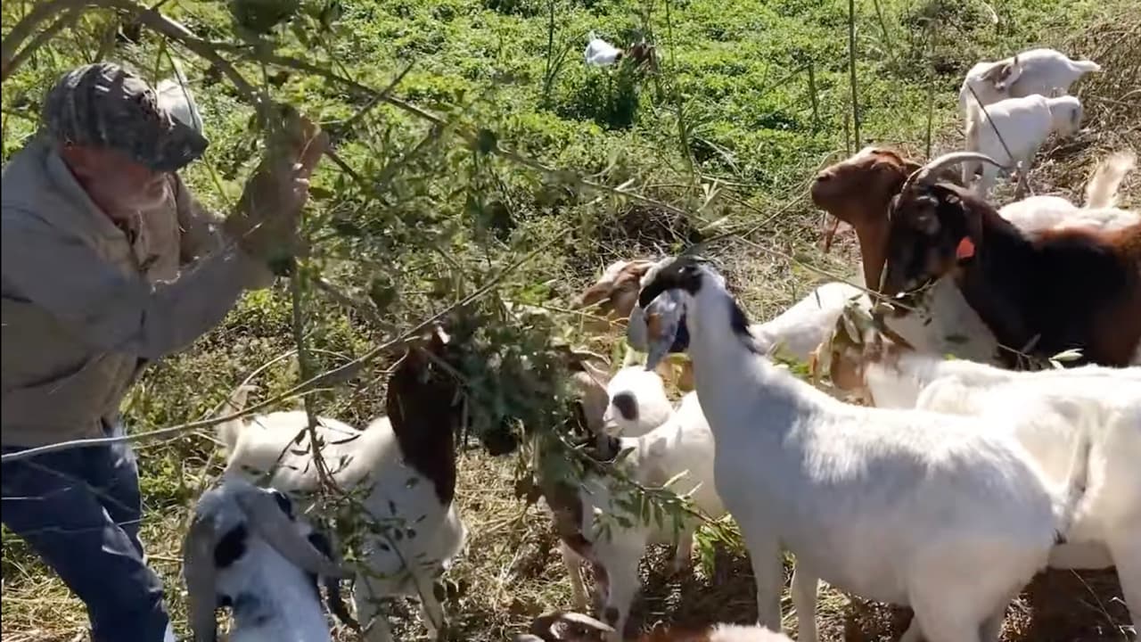Las autoridades llevaron a las cabras para que coman la hierba que crece en estanques de retención de agua.