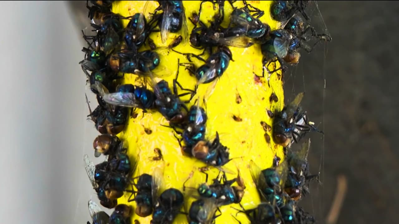 Denuncian que plaga de moscas y malos olores siguen en Boyle Heights pese a labores de limpieza