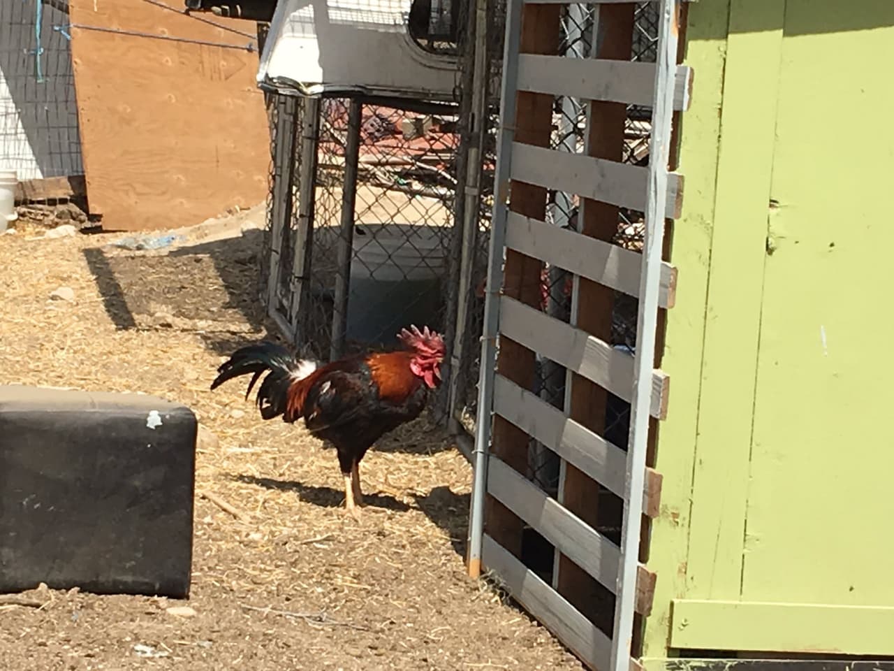 Rescatan a más de 7,000 gallos de pelea en el mayor golpe a esta actividad ilícita en EEUU