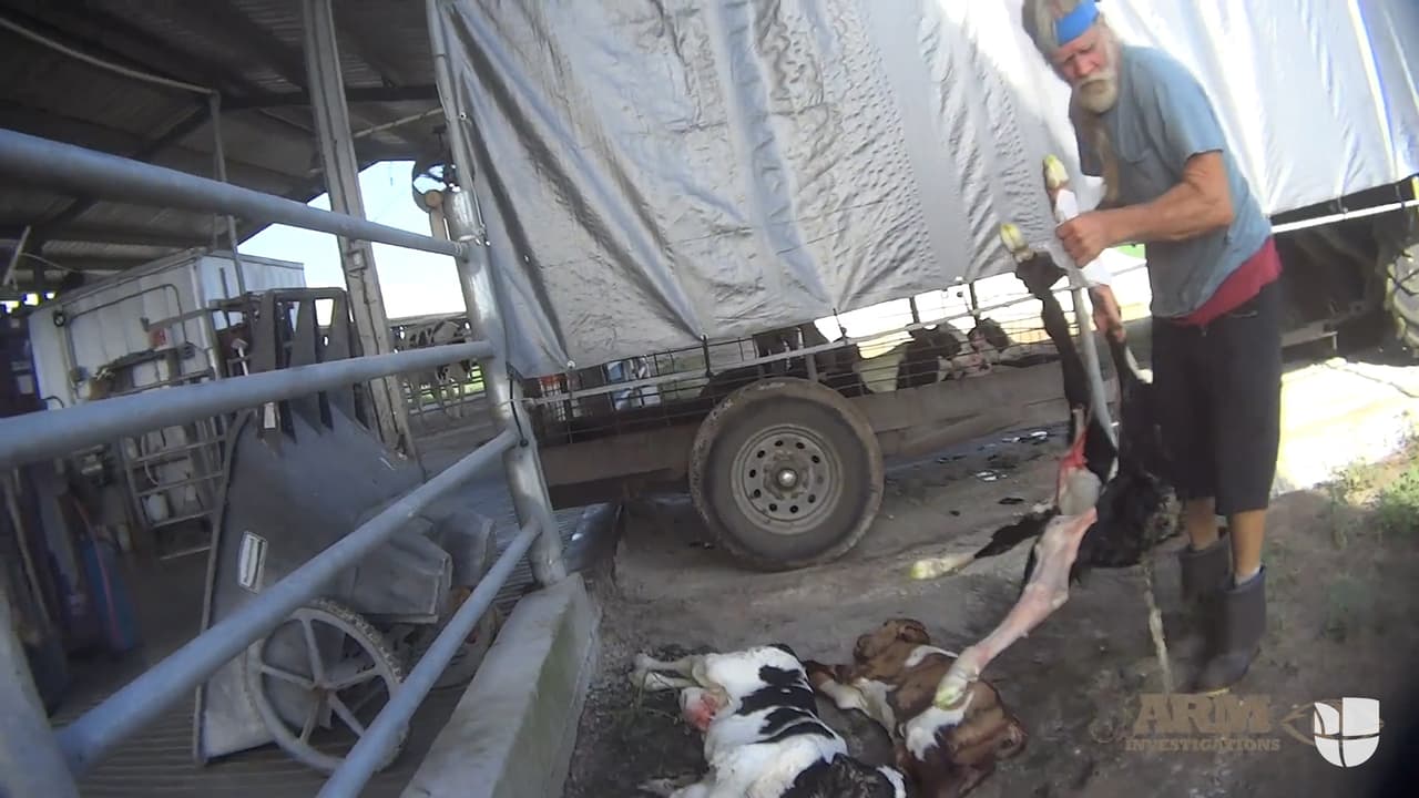 Nuevo video muestra cómo patean, lanzan al aire y golpean a los terneros en una de las granjas lecheras más grandes de Florida