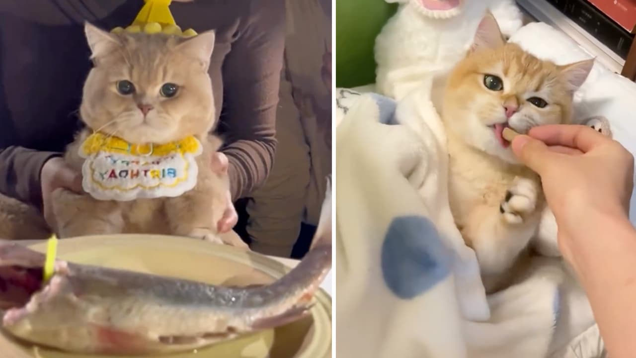 Video de un gatito siendo tratado como niño hace enfurecer a Internet por esta razón  