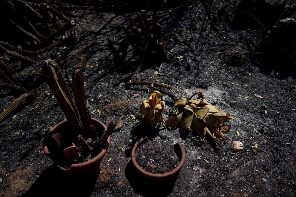 La mayoría de las plantas que algunos residentes tenían en sus hogares también sufrieron a causa del incendio.