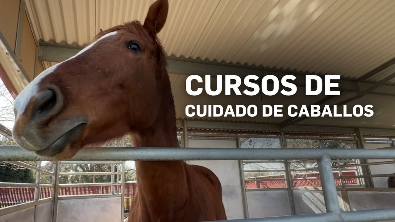 Ante la crisis veterinaria: UC Davis anuncia curso en español para el cuidado de caballos