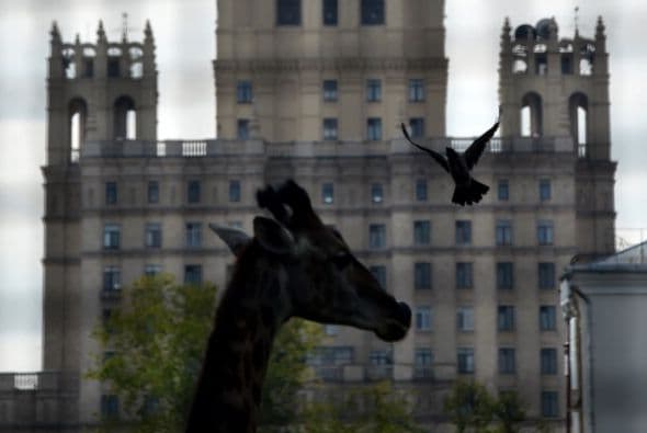 Una jirafa posa delante del rascacielos de Stalin en Moscú.