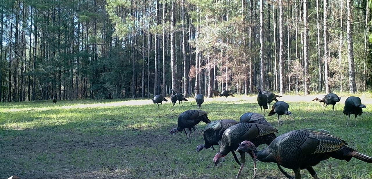 En Florida hay dos subespecies de pavos salvajes: el salvaje oriental y el de Osceola.
<br>