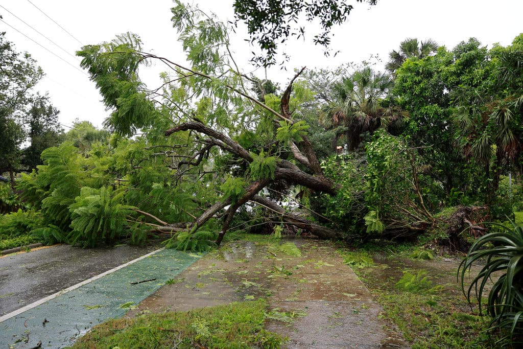 Un árbol caído cubre el camino después de ser derribado por los vientos y la lluvia del huracán Ian el 28 de septiembre de 2022 en Sarasota, Florida.
<br>
<br>
<b><a href="https://www.univision.com/noticias/huracanes/an-esta-cerca-de-alcanzar-el-mayor-nivel-de-destruccion-de-un-huracan-cual-es-el-impacto-de-huracan-categoria-5" target="_blank">Ian está cerca de alcanzar el mayor nivel de destrucción: cuál es el impacto de un huracán categoría 5</a></b>