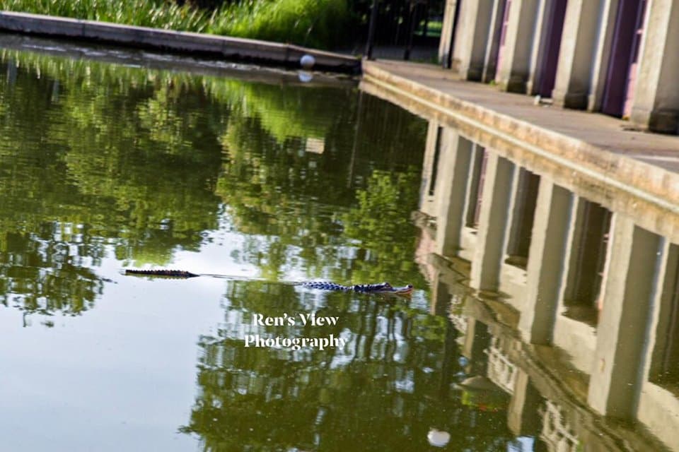 Encuentran en Chicago un enorme caimán en la laguna de Humboldt Park