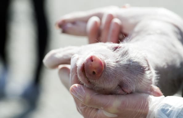 ¿Hacia una nueva definición de la muerte? Reviven células de cerdos muertos en un hito científico
