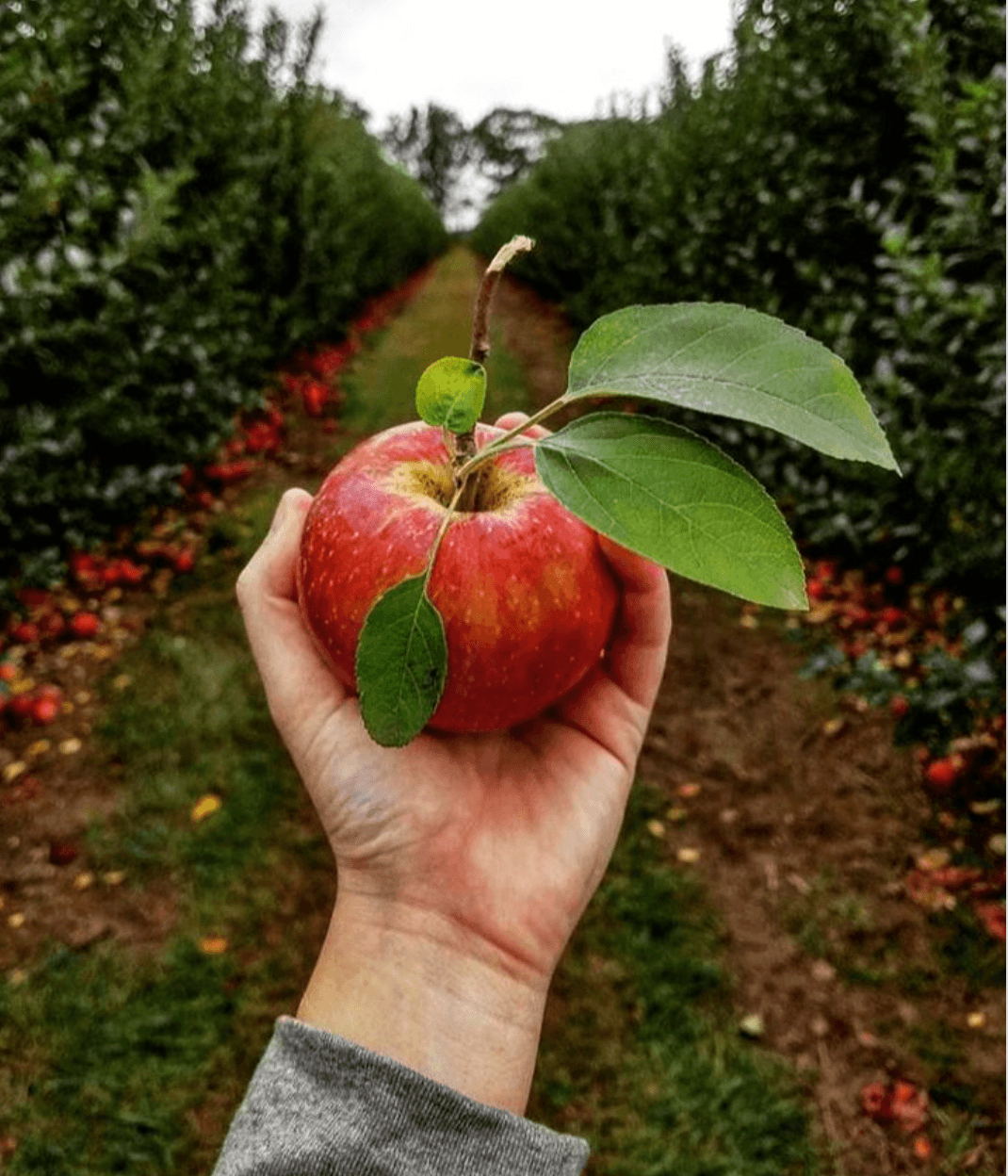 <b>Terhune Orchards </b>
<br>
<br>Esta hermosa granja de Nueva Jersey aparentemente lo ofrece todo, con una tienda agrícola, un viñedo y una sala de degustación, y muchas experiencias de cosecha propia. Con más de 10 variedades para elegir, su día de recolección de manzanas seguramente será fructífero aquí. La opción de ordenar cultivos en línea también está disponible.
<br>
<br>
<b>Cuándo</b>: desde ahora hasta finales de octubre con recolección disponible todos los días de 9 a.m. a 5 p.m.
<br>
<br>
<b>Conducir desde Filadelfia</b>: 50 minutos (330 Cold Soil Road, Princeton)
<br>