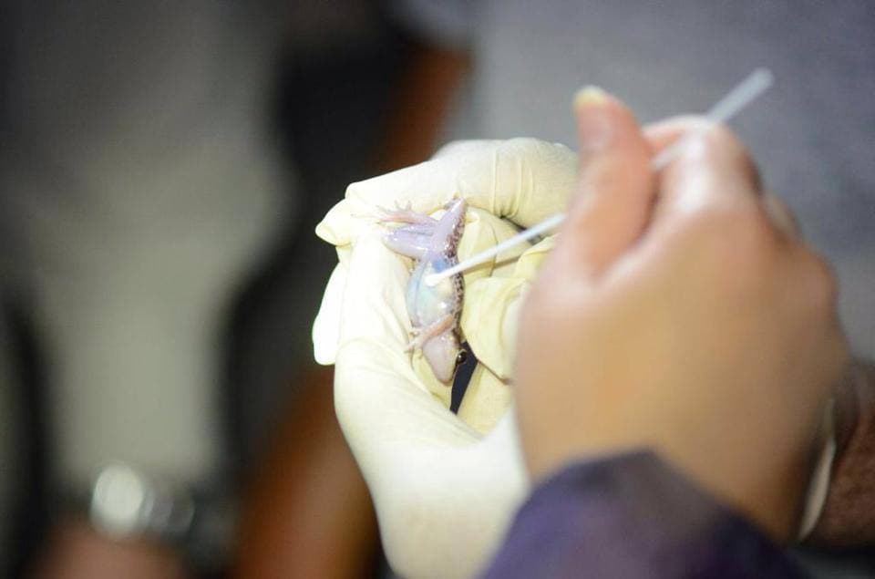 Los anfibios no solo se ven 
<a href="http://www.conservaciondeanfibios.org/un-hongo-letal.html" target="_blank">amenazados por la deforestación y el cambio climático</a>. Desde finales de la década del 90 se ha evidenciado que la presencia de un hongo de la división quitridiomycota ha provocado bajas considerables en las poblaciones de estos vertebrados a nivel mundial. Los primeros casos de quitridiomicosis en anfibios se reportaron en Sudamérica, sin embargo la propagación del abreviado Bd ha alcanzado todos los continentes.