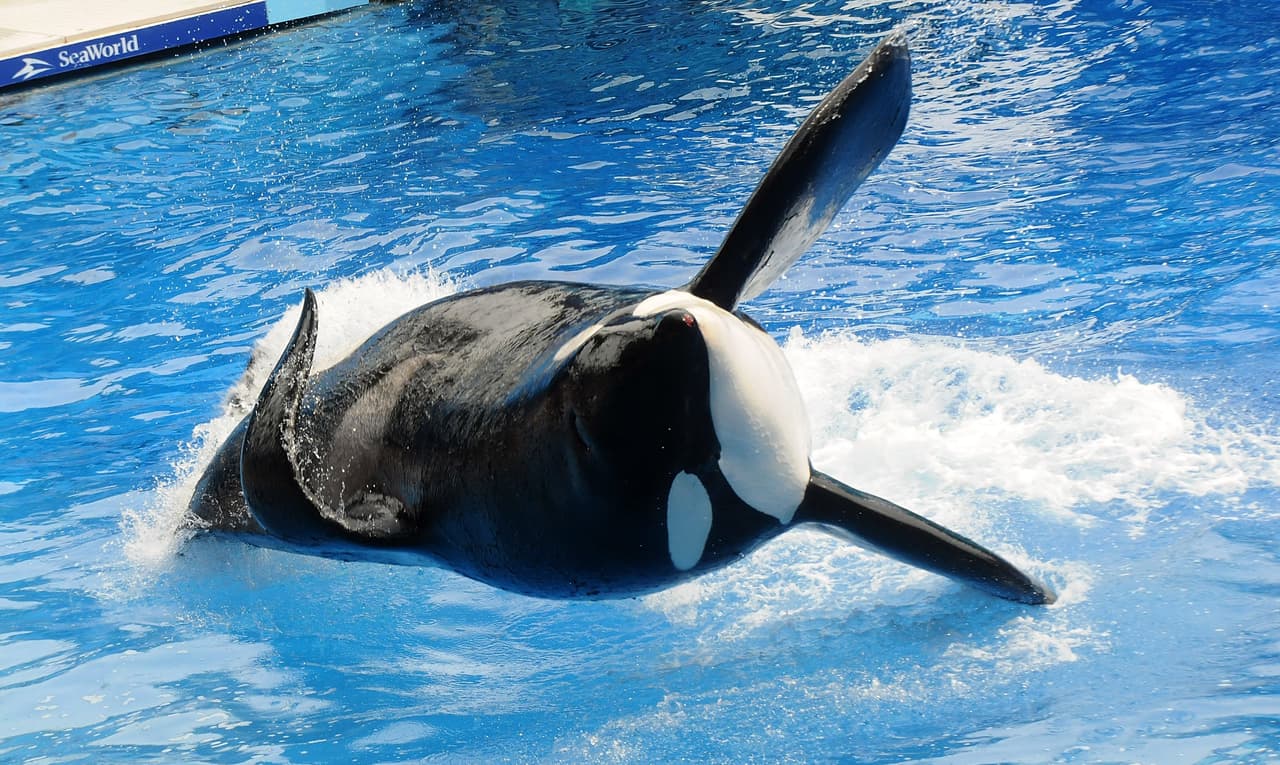 Sea World estima que Tilikum tenía 36 años y estuvo casi 25 de ellos participando en los espectáculos del parque en Orlando, Florida.