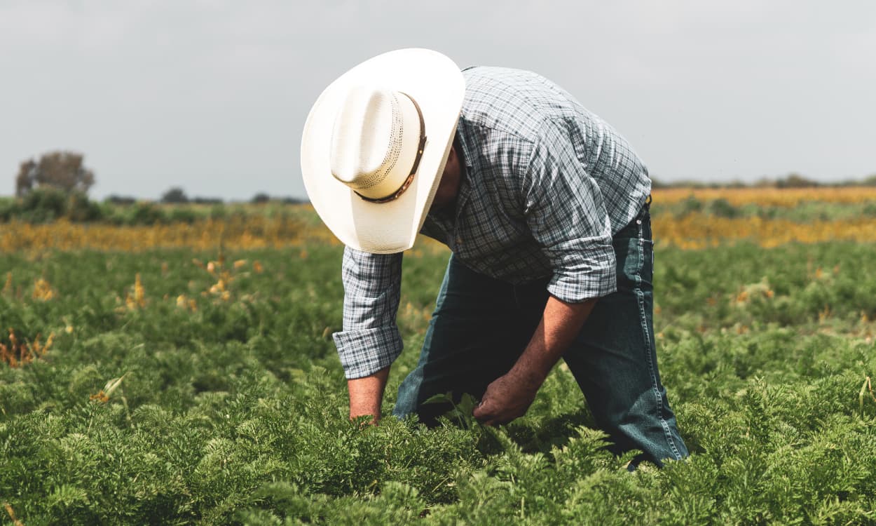 Empresa contratará trabajadores inmigrantes para el campo bajo visa temporal