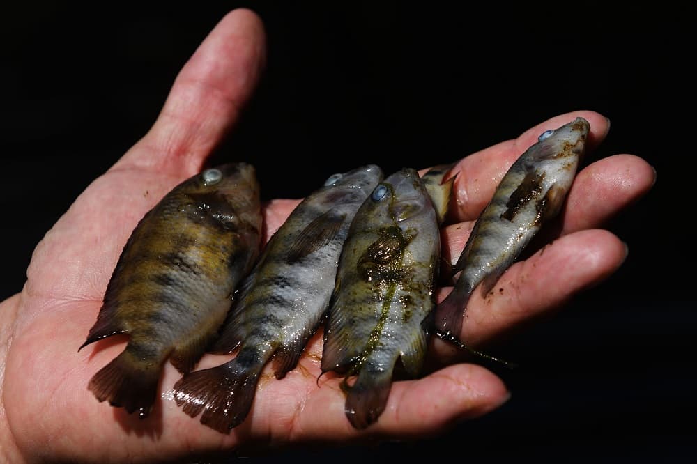 "Últimamente la contaminación ha sido grande. Ya a mediados de abril son gusanos lo que hay en el agua", advierte Otto Murcia, un pequeño caficultor, a la orilla del fronterizo y pestilente río guatemalteco Los Espinos, que desemboca en el Lempa.