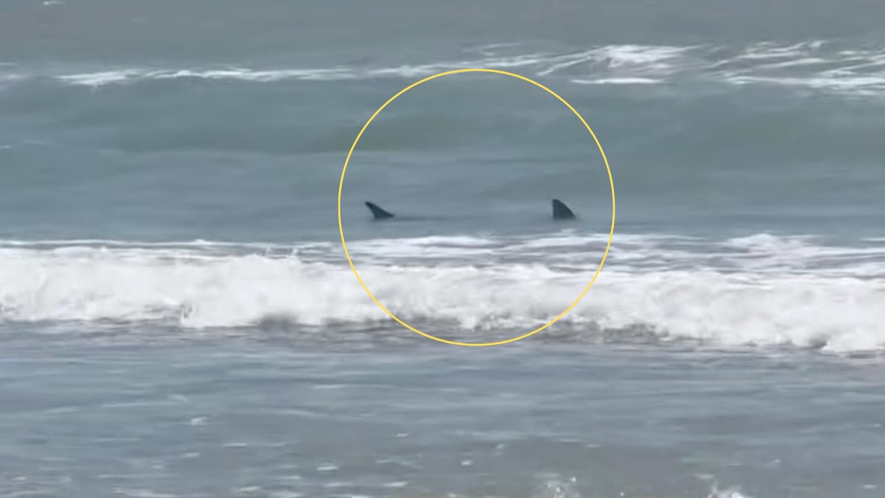 Dos personas recibieron una mordida de un tiburón en la Isla del Padre y dos más tuvieron encuentros con el pez, pero sin lesionarse gravemente, informaron autoridades de Texas. 
<br>
<br>Aquí el momento en que una visitante captó al animal en la playa.