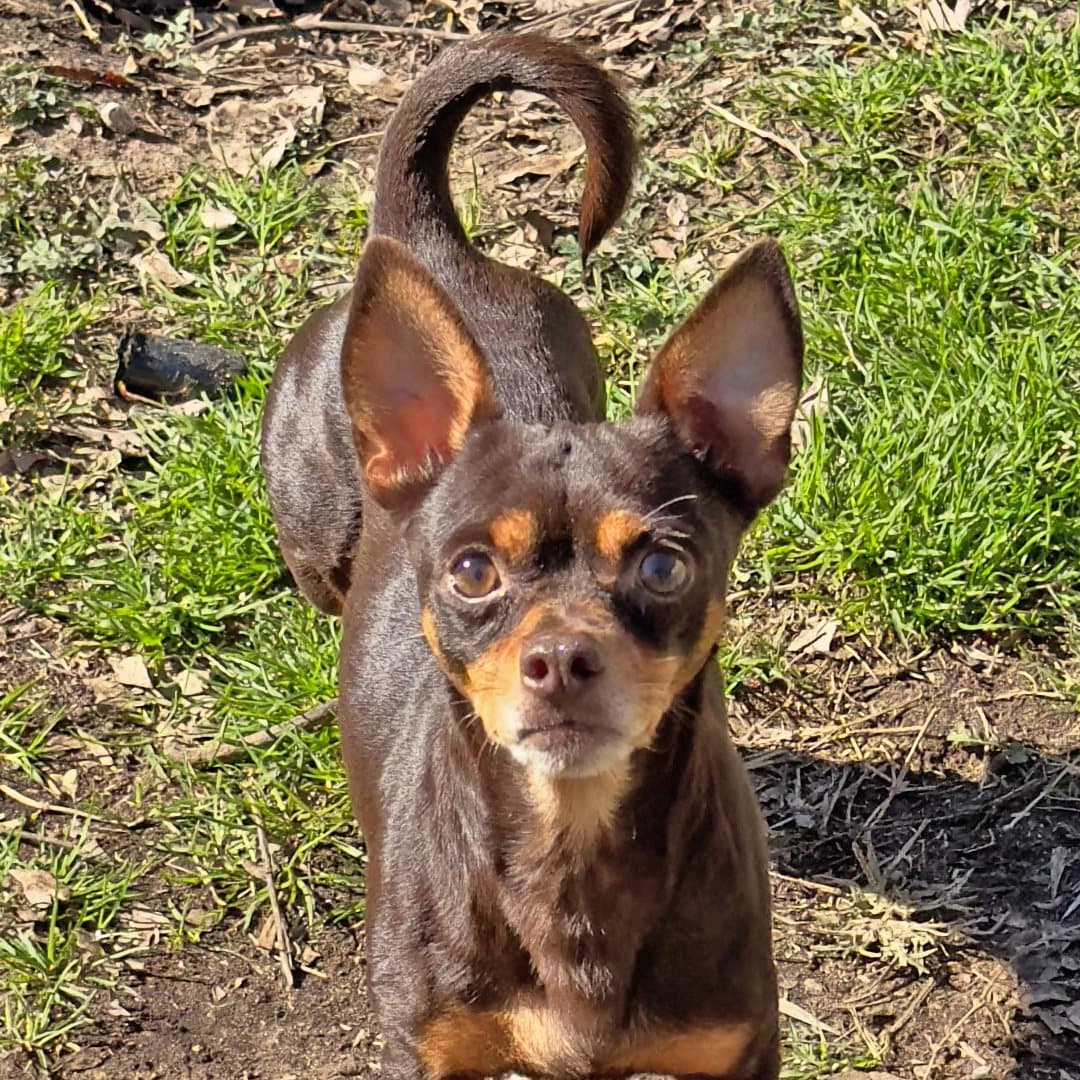 Si buscas donar lo puedes hacer desde la página oficial de 
<b><a href="https://humaneheroes.org/donate/?fbclid=IwAR2Q0tRAvE1OBY6X0MCMlSwAod454wSNnd_N9udbbVsjkvi-o0FV6YH7uzs" target="_blank">Texas Human Heroes, aquí. </a></b>