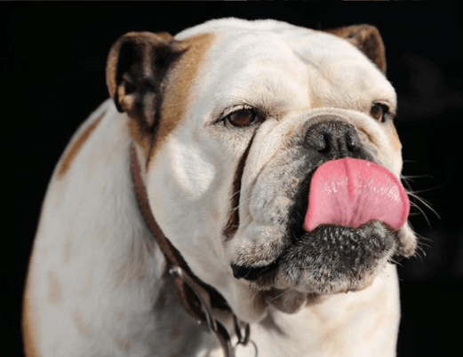 ¿Alguien quiere un besito de Fiona?