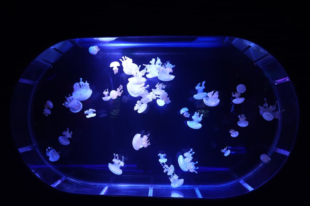 Así es el nuevo museo de medusas que abrió en Pompano Beach