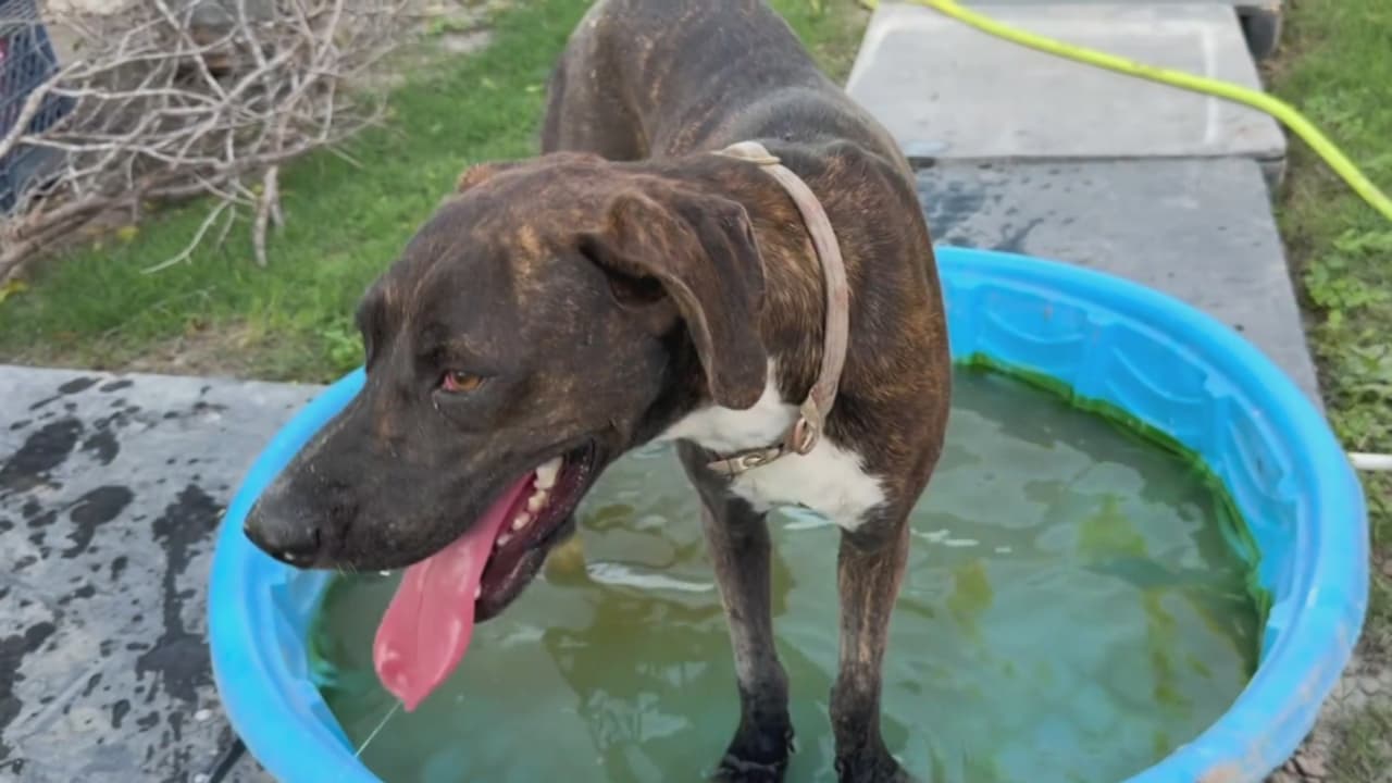 Refugio en La Grulla, Texas, rescata a mascotas abandonadas por familias inmigrantes detenidas o deportadas