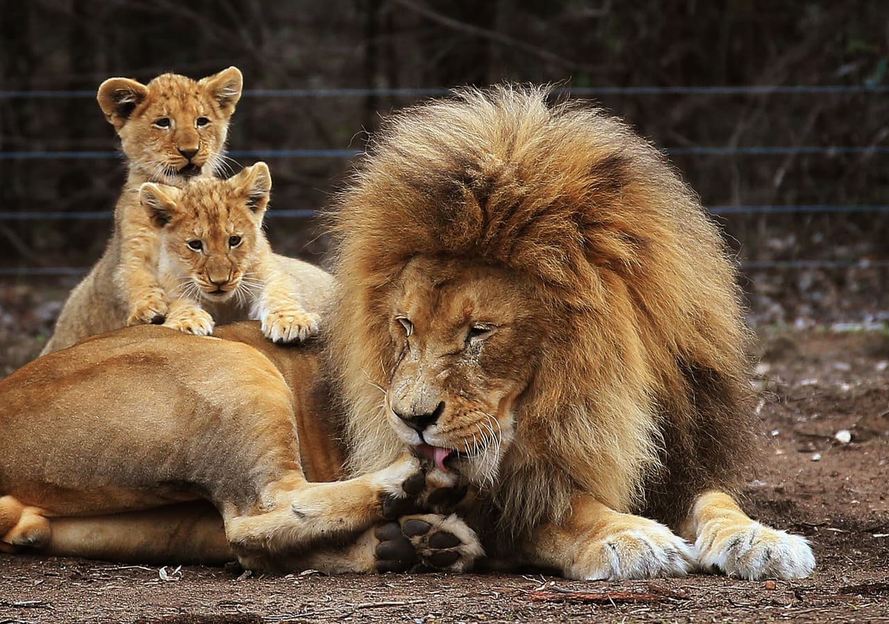 A este feroz papá le tocó el turno de cuidar a sus cachorros.