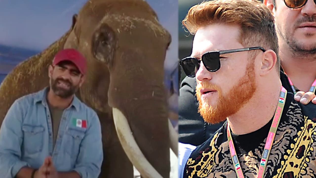 Activista aclara el malentendido por el que 'Canelo' no se unió al rescate del elefante 'Big Boy'