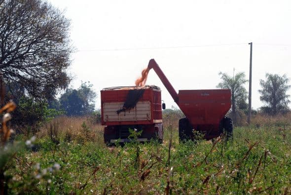 El pequeño agricultor, quien prueba suerte plantando soja RR, es a menudo obligado a vender su parcela.