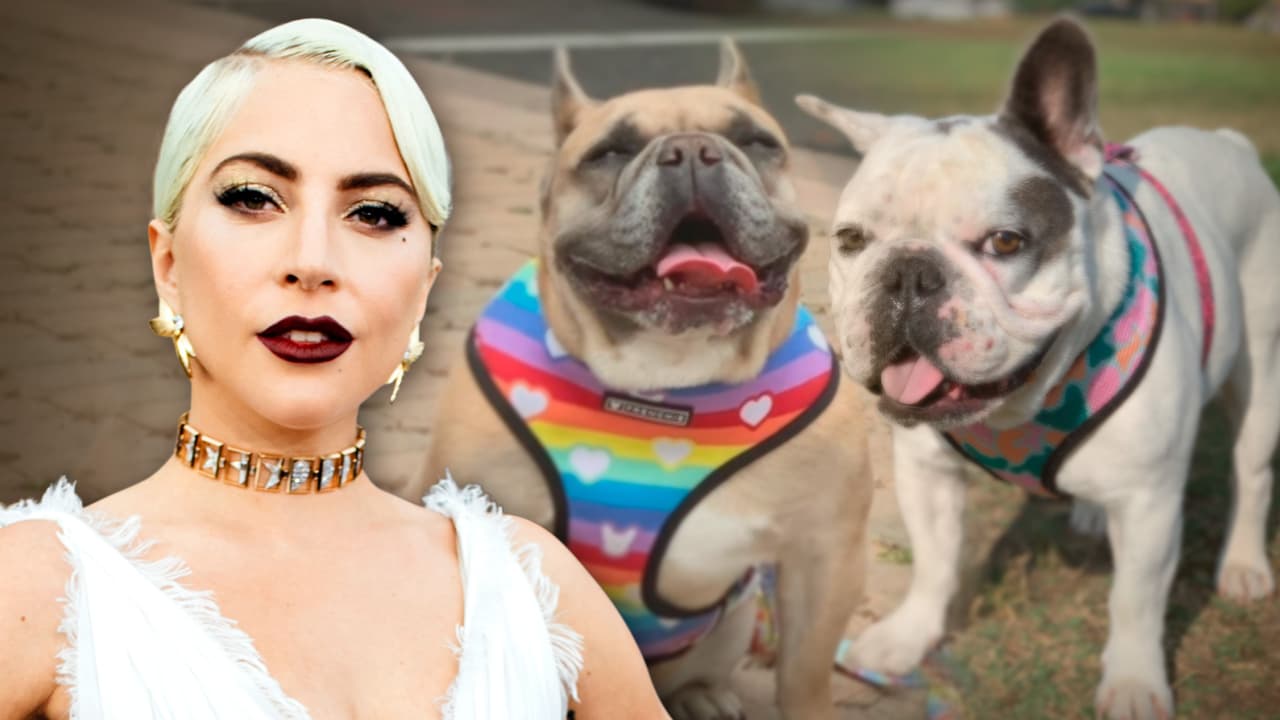 Los perros de Lady Gaga fueron encontrados amarrados a un poste en un callejón