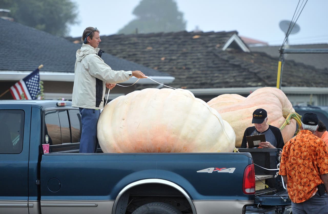 Antes que nada, los gigantes frutos son medidos para asegurarse de que puedan entrar en el concurso.