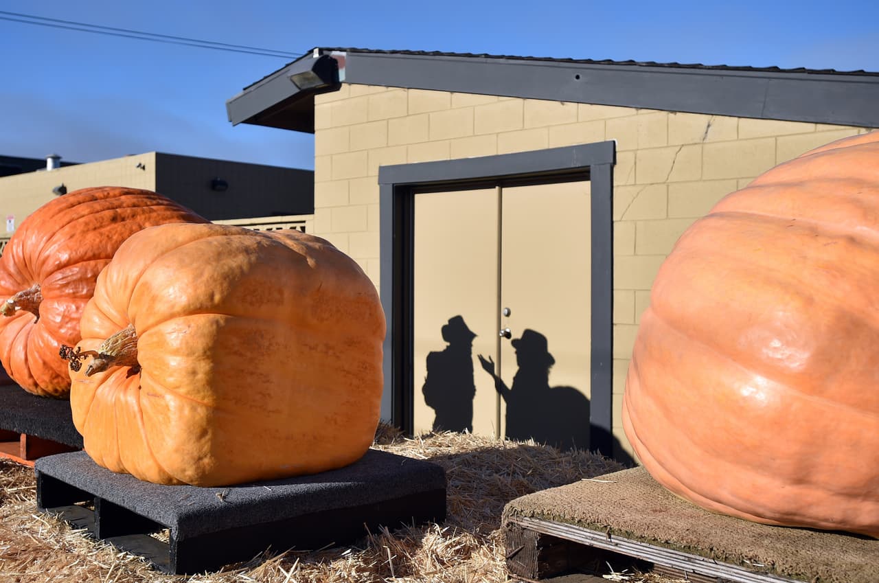 El color de estos frutos puede variar dependiendo el tipo de calabaza que sea, pero sin duda todas estas gigantes participaron.