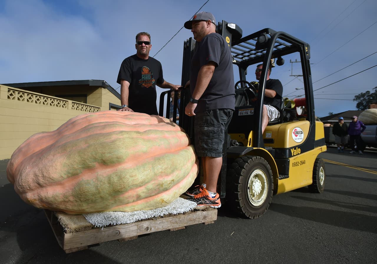 El récord es de nada menos que 2,323 libras, el cuál fue impuesto por un productor suizo en Alemania el año pasado.