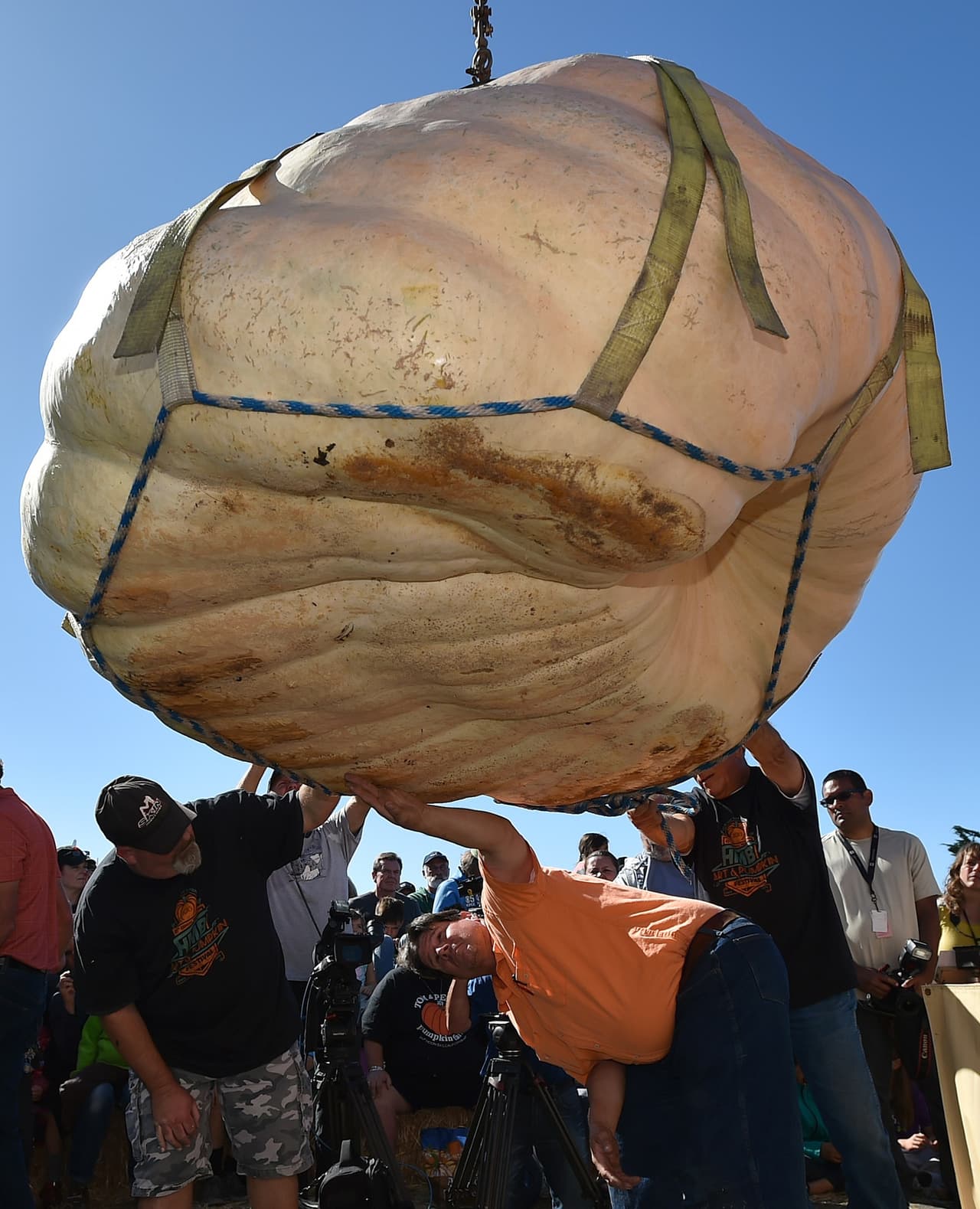 Para avalar su tamaño, peso y consistencia, los jueces revisan cada detalle de estas calabazas gigantes y determinan a un ganador.