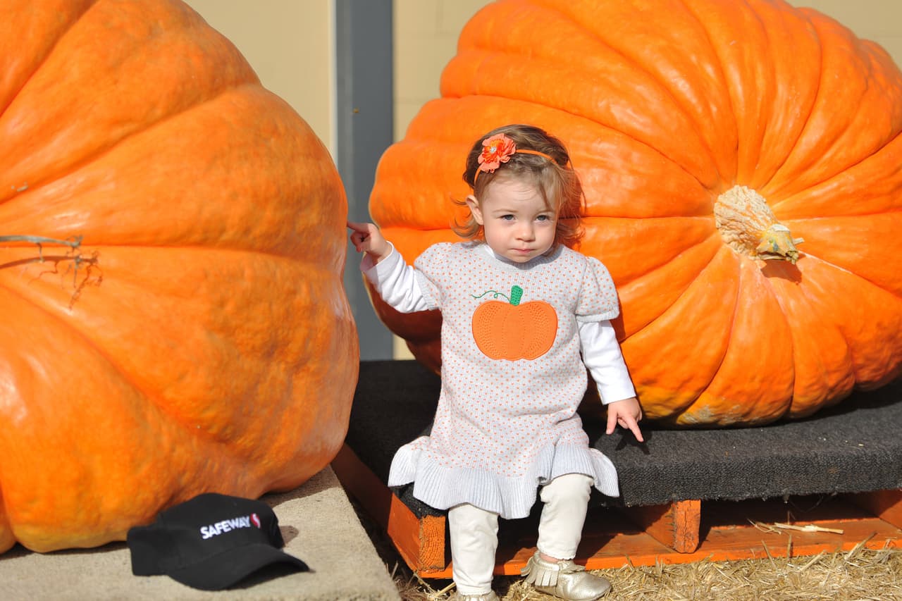 Esta calabaza sin duda rebasa el tamaño y el peso de la pequeña.