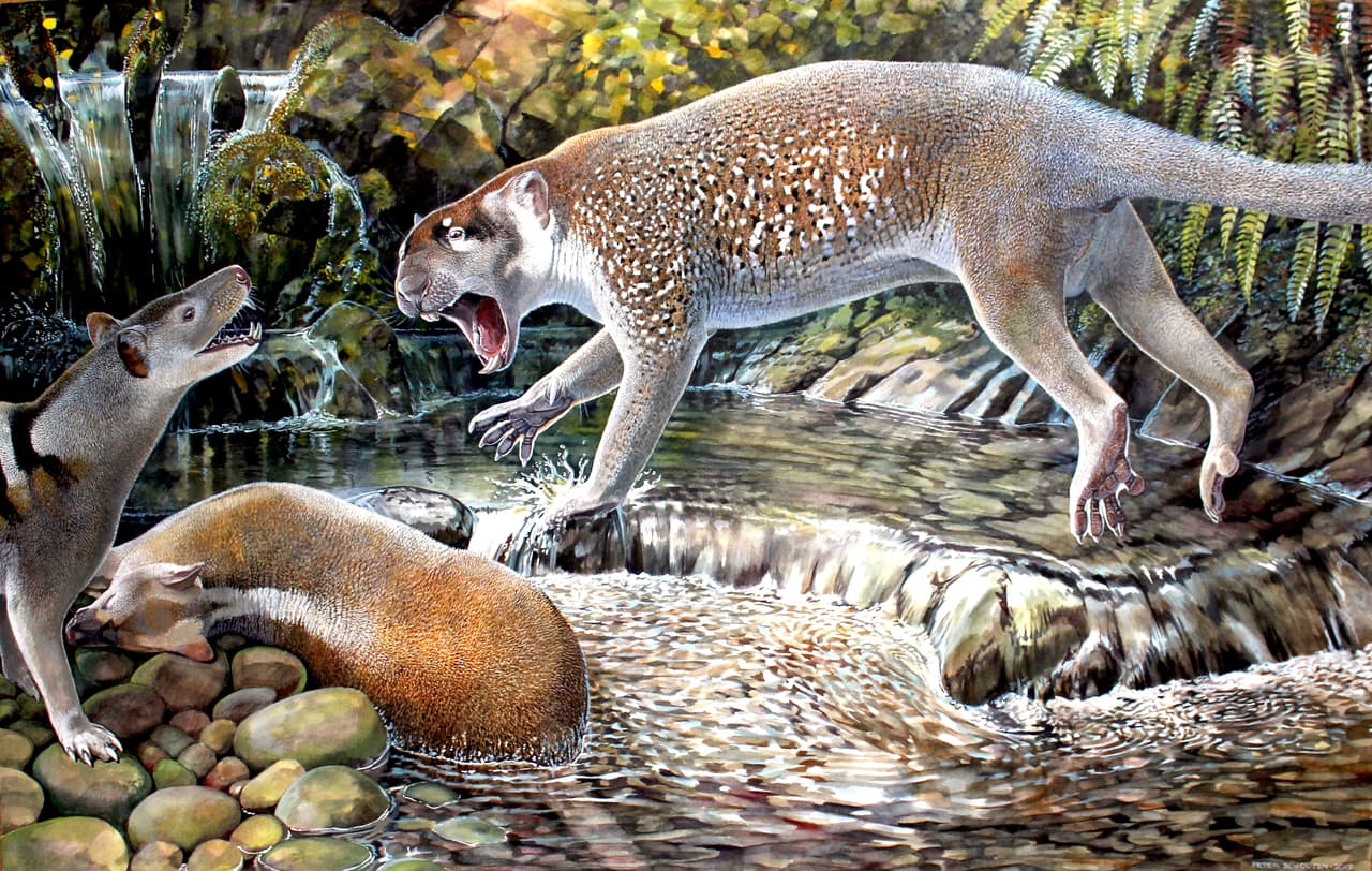 León marsupial (Wakaleo schouteni). Los restos de este felino fueron hallados en Australia donde vivió hace unos 23 millones de años.