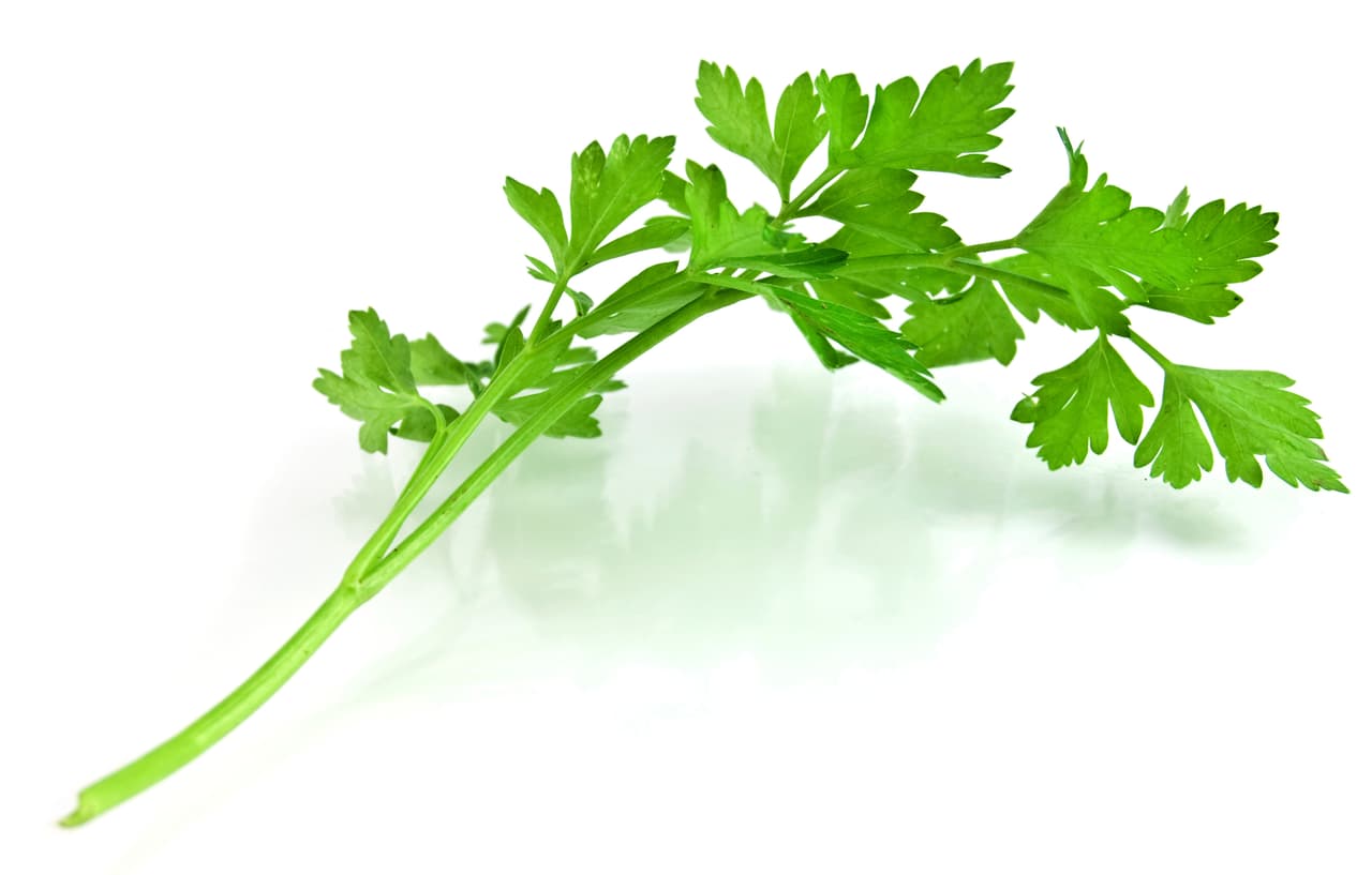 Perejil. También es uno de los mejores diuréticos naturales ya que contiene apiol que favorece la eliminación de los líquidos corporales y toxinas.