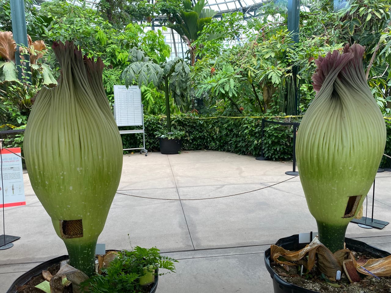 La biblioteca ahora exhibe a dos plantas de 
<a href="https://www.univision.com/local/los-angeles-kmex/flor-cadaver-olor-a-carne-podrida-biblioteca-huntington-fotos-1">flor cadáver</a>, a punto de florecer, en la estación botánica.
