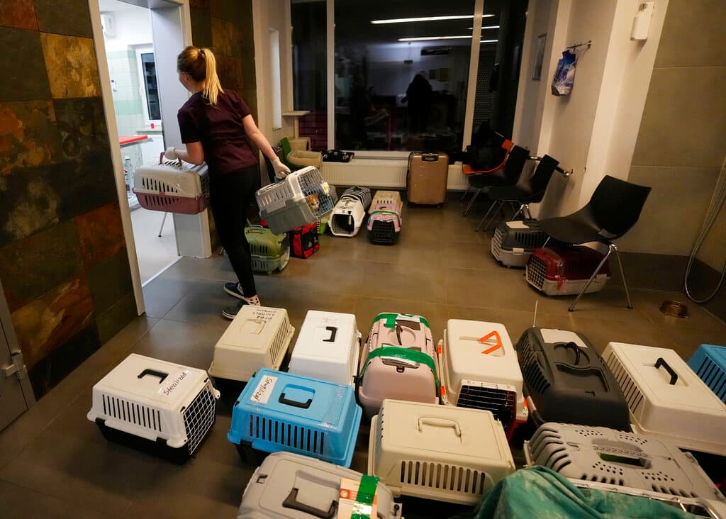 En la localidad polaca de Przemysl, la Fundación ADA da cobijo a animales abandonados. Con la reciente 
<a href="https://www.univision.com/noticias/mundo/guerra-rusia-ucrania-armas-prohibidas-bombas-termobaricas-racimo">invasión de Ucrania por parte de los militares rusos</a>, su prioridad es proporcionar alimentos y asistencia veterinaria en Ucrania, pero sobre todo evacuar animales a Polonia.