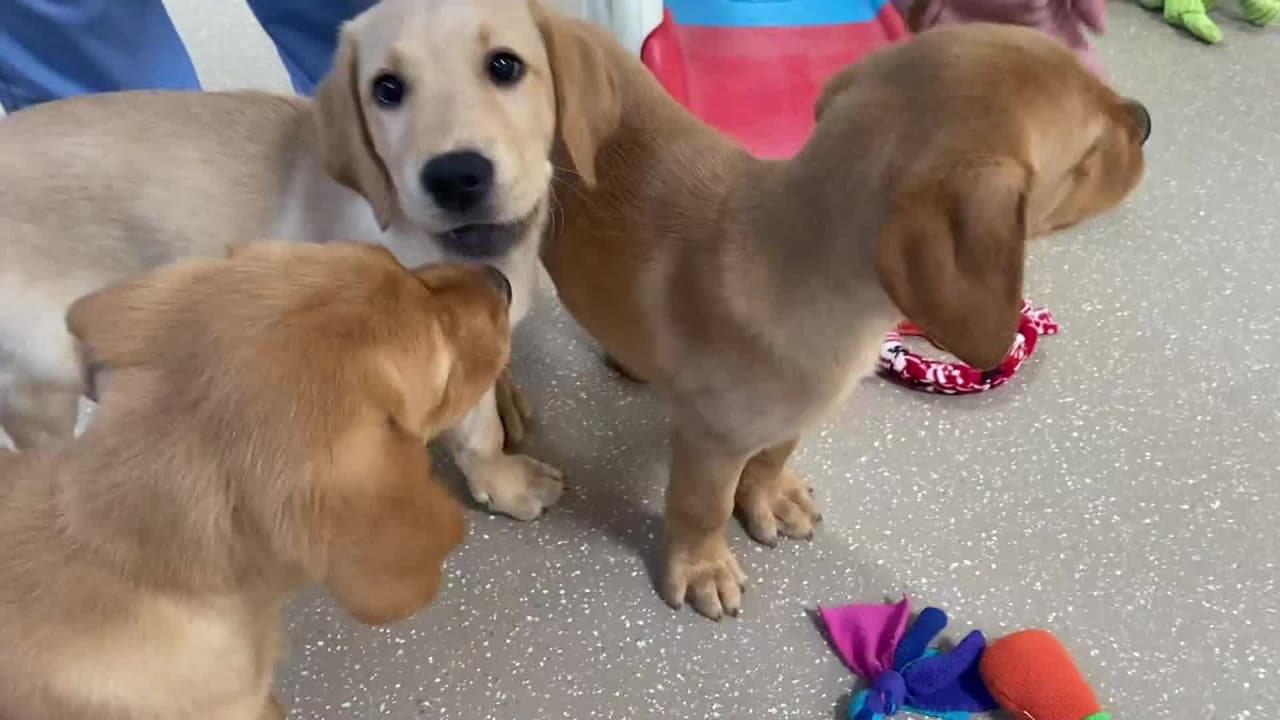 En Florida buscan hogares temporales para criar a estos cachorritos