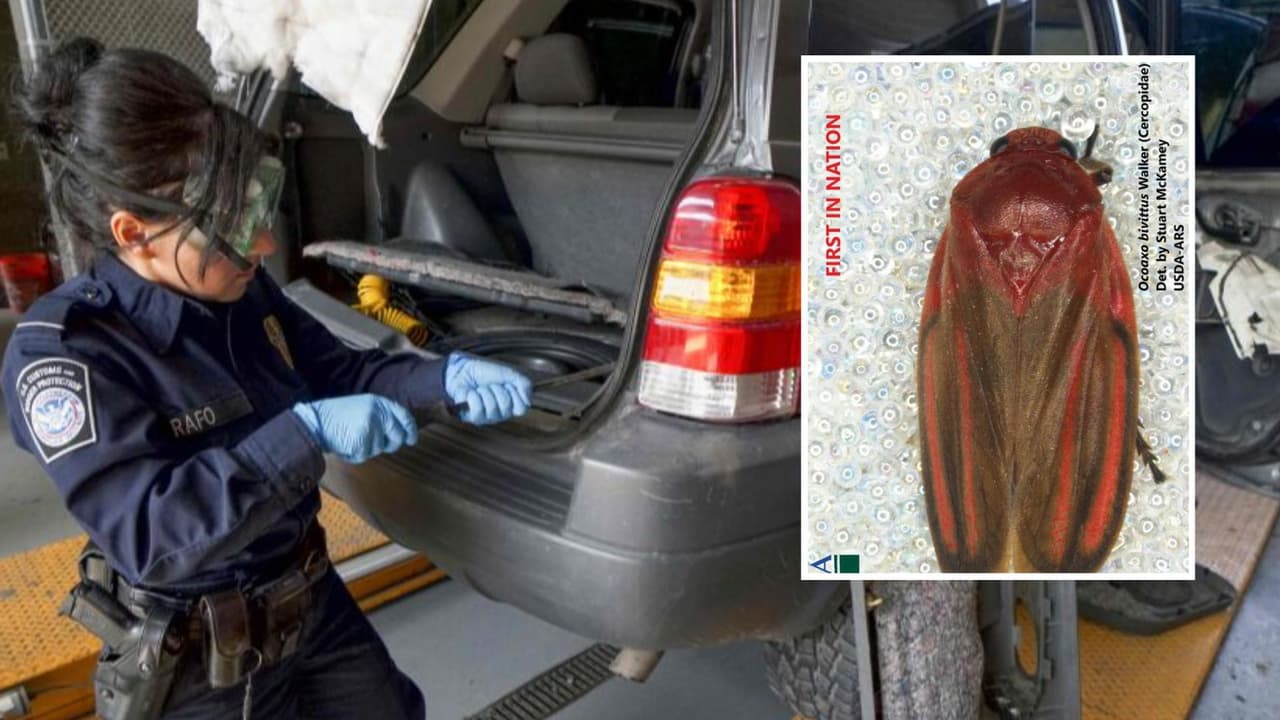 Hallan bichos en cargamento en puente fronterizo y detectan que era una plaga 'nunca vista en EEUU'