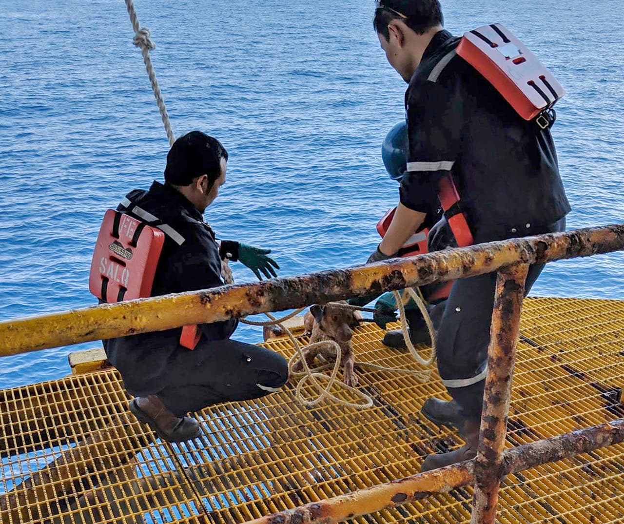 Al percatarse del animal en el agua, Payalaw y sus compañeros petroleros bajaron una cuerda, la aseguraron alrededor su cuello y lo levantaron.
