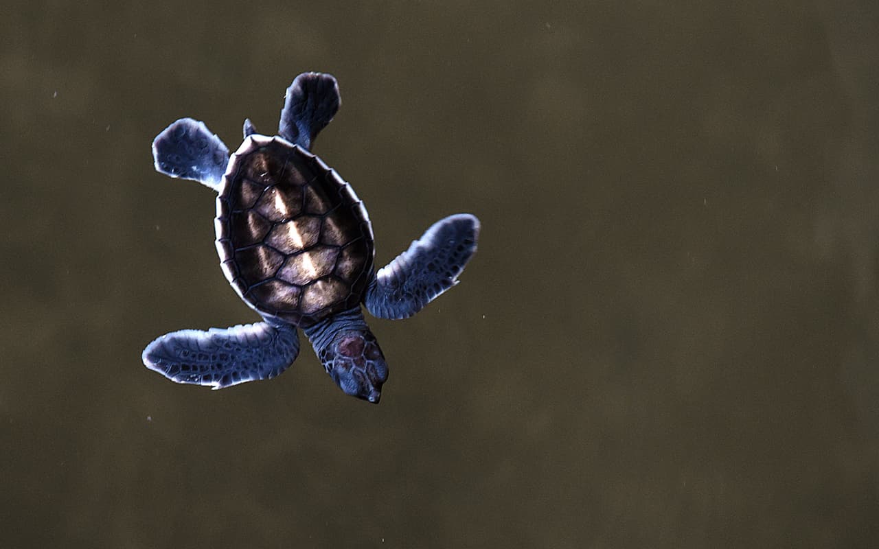 <b>Tienen un sentido fantástico de la ubicación geográfica</b>
<br>Las tortugas marinas recorren miles de millas todos los años, atravesando incluso océanos completos. Logran orientarse y retornar a sitios específicos a tan largas distancias, a través de un océano que parecería no tener referencias de ubicación, asistiéndose con los campos electromagnéticos de la Tierra.
<br>